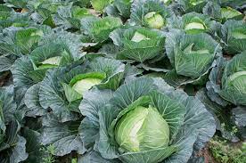 Cabbages